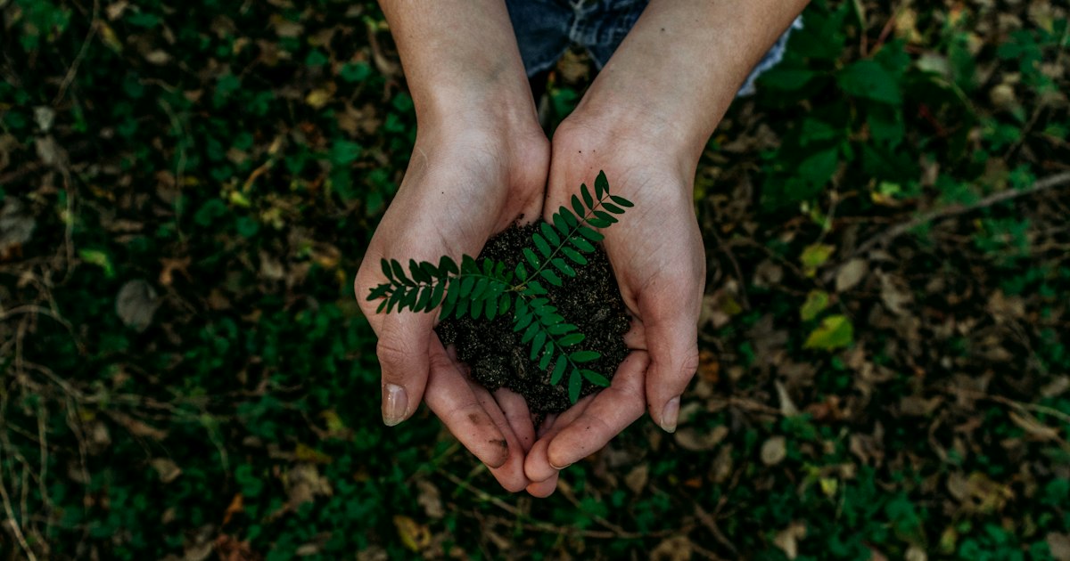 Bosque verde con luz natural entre los árboles, ecosistema protegido por la evaluación de impacto ambiental